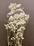 Gypsophila (Mosquitinho) - Preservado - loja online