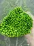 Rice Flower - Preservado - Eterna Flora | Flores Preservadas