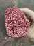 Rice Flower - Preservado
