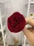 Imagem do Garden Rose Premium - Preservada