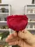 Garden Rose Premium - Preservada - comprar online