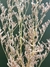 Limonium - Preservado na internet