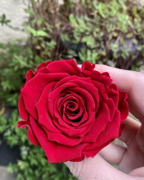 Carrossel 1