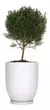 MACETA COPA N40 - comprar online