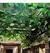 Planta Verde De Parede, Ideal Para Deixar Suspensa em Ambientes