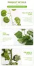 Planta Verde De Parede, Ideal Para Deixar Suspensa em Ambientes