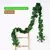 Imagem do Planta Verde De Parede, Ideal Para Deixar Suspensa em Ambientes