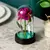 Lindas Rosas, Diversas Cores Iluminadas por Luz de Led, - Flor Sempre