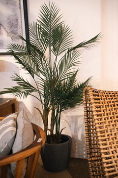 Palmera AR60025