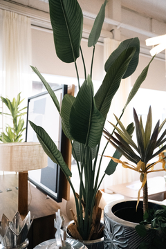 Planta banana AR84013