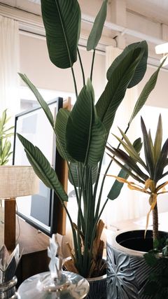 Planta banana AR84013 - comprar online