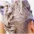 Imagem do Shampoo de tintura de cabelo com fixação de cor cinza, cobertura de cabelo cin