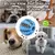 Bola interativa para cães | Bola alimentadora para cachorros - loja online