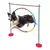 KIT AGILITY COM SALTO CIRCULAR - loja online