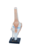 Modelo Anatômico de Articulação do Joelho Branco Tamanho Real com Base - iDokters - comprar online