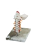 Imagem do Modelo Anatômico de Coluna Humana Cervical Branca Tamanho Real c/ base - iDokters