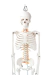 Modelo Anatômico de Esqueleto Humano Completo Flexível Branco 85cm c/ suporte - iDokters - comprar online