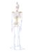 Modelo Anatômico de Esqueleto Humano Completo Flexível Branco 85cm c/ suporte - iDokters - iDokters 