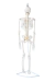 Modelo Anatômico de Esqueleto Humano Completo Flexível Branco 85cm c/ suporte - iDokters - loja online