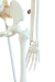 Imagem do Modelo Anatômico de Esqueleto Humano Completo Flexível Branco 85cm c/ suporte - iDokters