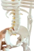 Modelo Anatômico de Esqueleto Humano Completo Flexível Branco 85cm c/ suporte - iDokters