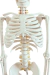Modelo Anatômico de Esqueleto Humano Completo Flexível Branco 85cm c/ suporte - iDokters na internet