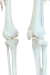 Modelo Anatômico de Esqueleto Humano Completo Flexível Branco 85cm c/ suporte - iDokters - iDokters 