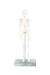 Modelo Anatômico de Esqueleto Humano Completo Branco 45cm com base - iDokters - iDokters 