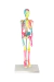 Modelo Anatômico de Esqueleto Humano Completo 45 cm Colorido Com Base - iDokters - iDokters 