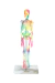 Modelo Anatômico de Esqueleto Humano Completo 45 cm Colorido Com Base - iDokters - loja online