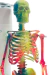 Modelo Anatômico de Esqueleto Humano Completo 45 cm Colorido Com Base - iDokters - comprar online