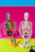 Modelo Anatômico de Esqueleto Humano Completo 45 cm Colorido Com Base - iDokters - iDokters 