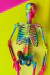 Modelo Anatômico de Esqueleto Humano Completo 45 cm Colorido Com Base - iDokters - loja online