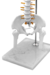 Modelo Anatômico de Coluna Vertebral Humana Flexível Branca 45 cm com Base (Suspensa) - iDokters - iDokters 