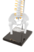 Modelo Anatômico de Coluna Vertebral Humana Flexível Branca 45 cm com Base (Suspensa) - iDokters - comprar online