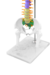 Imagem do Modelo Anatômico de Coluna Vertebral Humana Flexível Didática 45 cm com Base (Suspensa) - iDokters