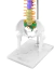 Imagem do Modelo Anatômico de Coluna Vertebral Humana Flexível Didática 45 cm com Base (Suspensa) - iDokters