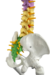 Modelo Anatômico de Coluna Vertebral Humana Flexível Didática 45 cm com Base (Suspensa) - iDokters na internet