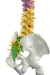 Modelo Anatômico de Coluna Vertebral Humana Flexível Didática 45 cm com Base (Suspensa) - iDokters na internet