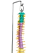 Modelo Anatômico de Coluna Vertebral Humana Flexível Didática 45 cm com Base (Suspensa) - iDokters - iDokters 