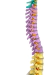 Modelo Anatômico de Coluna Vertebral Humana Flexível Didática 45 cm com Base (Suspensa) - iDokters - loja online