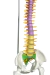 Imagem do Modelo Anatômico de Coluna Vertebral Humana Flexível Didática 45 cm com Base (Suspensa) - iDokters
