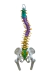 Modelo Anatômico de Coluna Vertebral Humana Flexível Didática 45 cm com Base (Suspensa) - iDokters - comprar online
