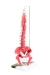 Modelo Anatômico de Coluna Vertebral Humana Flexível Colorida 45 cm com Base (Suspensa) - iDokters
