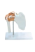 Modelo Anatômico da Articulação do Ombro Branco Tamanho Real com Base - iDokters - comprar online