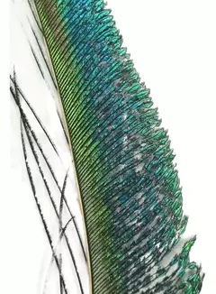 PEACOCK SWORDS - AGC FLIES en internet
