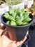 Haworthia Cuspidata - comprar en línea