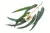 Eucalipto - comprar online