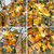Book Nook Puzzle 3d Jardin Flores Sunshine Dollhouse Toyz - tienda online