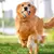 Bola de brinquedo para cachorro, bola de brinquedo resistente para animais de es - loja online